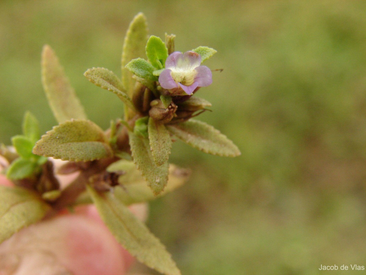 Limnophila repens (Benth.) Benth.